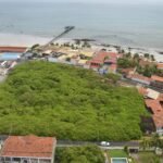 Cajueiro de Pirangi é reconhecido como patrimônio natural e turístico do RN